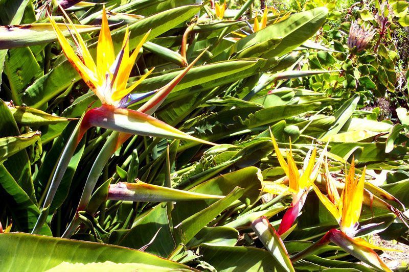 Flores del Paraíso, en el Parque Nacional de Garajonay | Foto: David Fernández