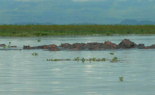 Hipopótamos en el lago Naivasha. Foto de: PALOMA GIL