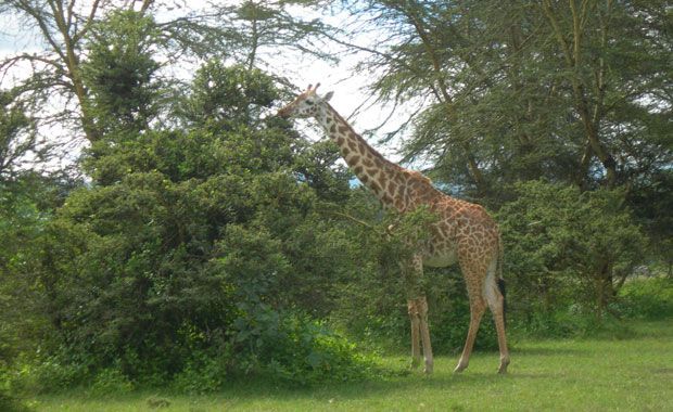 Jirafas en el lago Naivasha. Foto de: PALOMA GIL