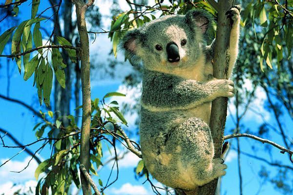 Koala - foto de ONT AUSTRALIA