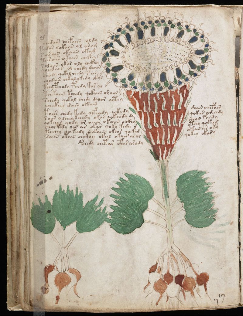 Página del Manuscrito Voynich | Foto: Beinecke Rare Book and Manuscript Library, Yale University