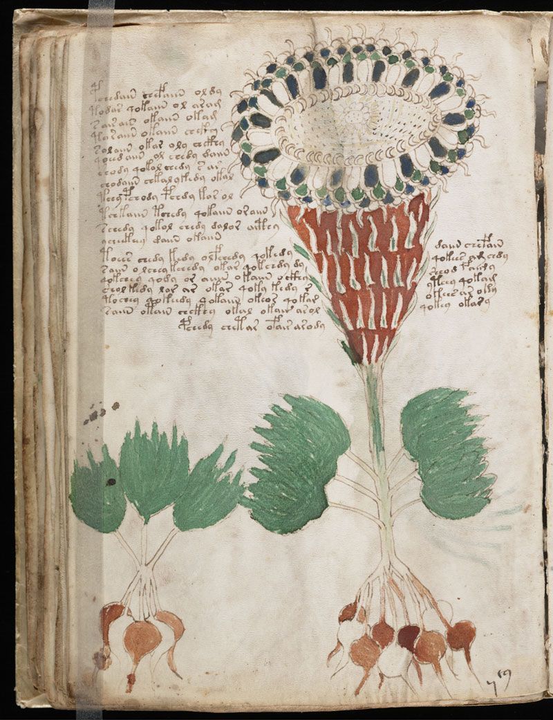 Resultado de imagen de manuscrito voynich