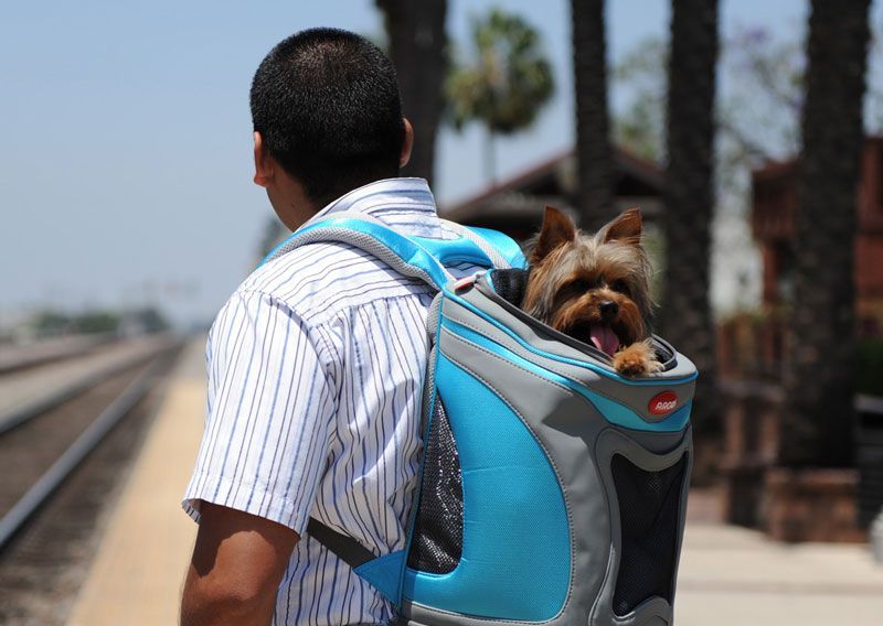 Una perrita satisfecha y cómoda en esta bolsa de viaje