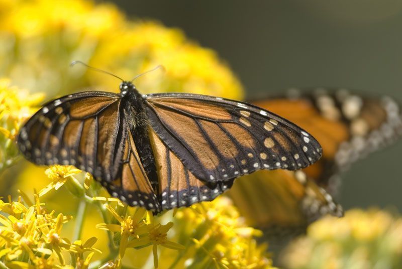 Mariposa Monarca en el estado de Michoacán | Foto: Turismo de México