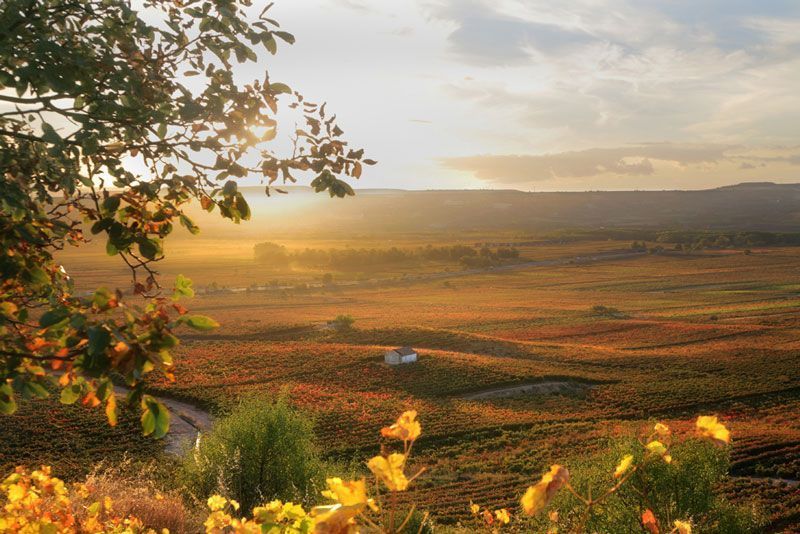 Campos de viñas entre las localidades de Urueñas y Cenicero en La Rioja | Foto: La Rioja Turismo