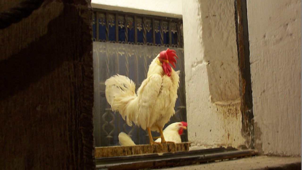 Resultado de imagen de La leyenda del gallo y la gallina imagen