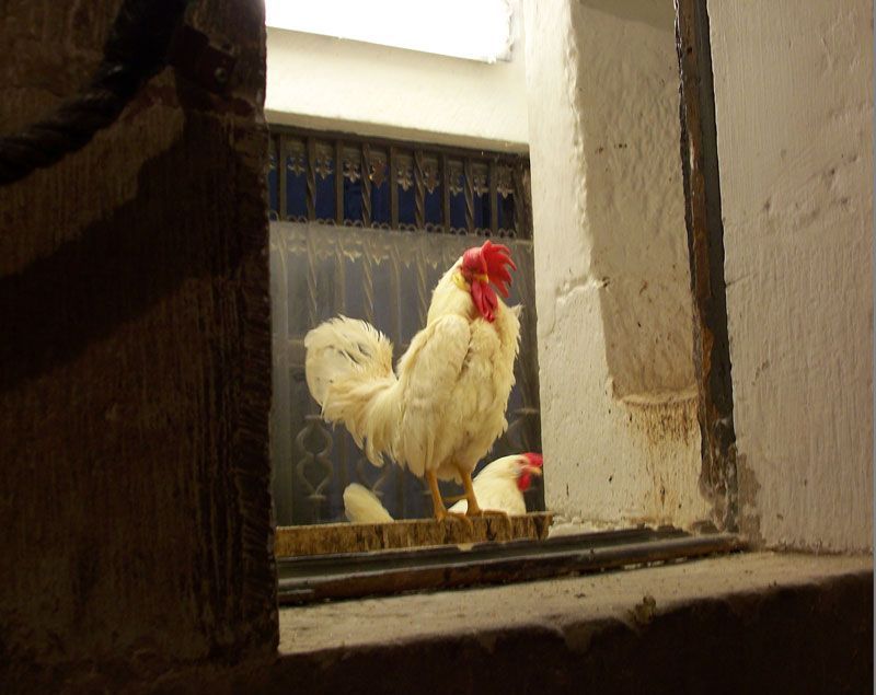 Gallo en el interior de la catedral de Santo Domingo de la Calzada | Foto: David Fernández