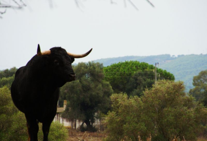 Toro bravo en Finca Jandilla, Jerez de la Frontera | Foto: Beatriz de Lucas Luengo para Meraki TV Travel