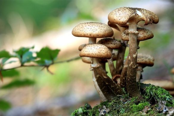 Setas en un bosque | Foto: Tomasz Proszek para Pixabay