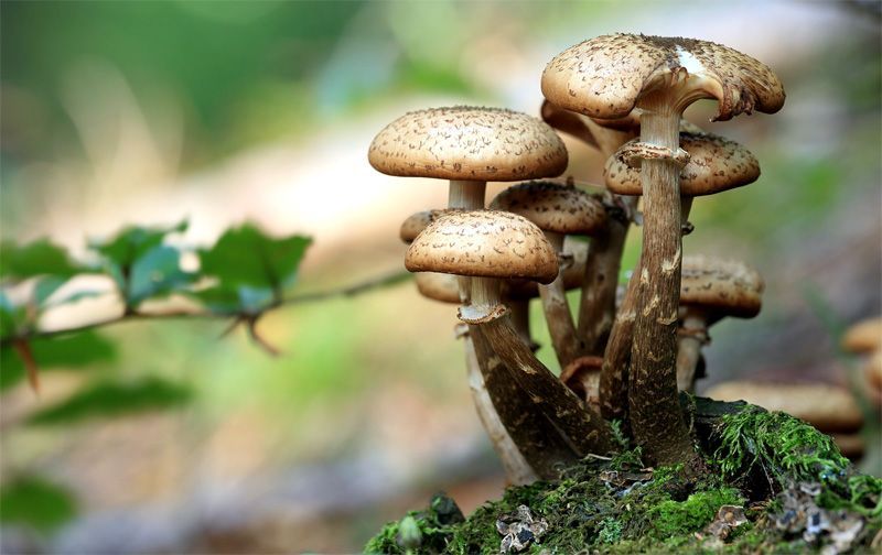 Setas en un bosque | Foto: Tomasz Proszek para Pixabay