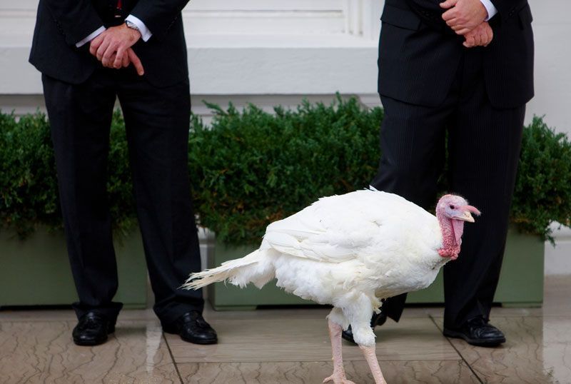 El pavo de Acción de Gracias que ha decidido salvar el presidente de EEUU | Foto: Pete Souza para White House