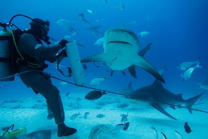 Buceo en el Caribe MX 3 El buceo acompañado del avistamiento de tiburones hacen del buceo un deporte sensacional y extremo para los amantes que lo practican