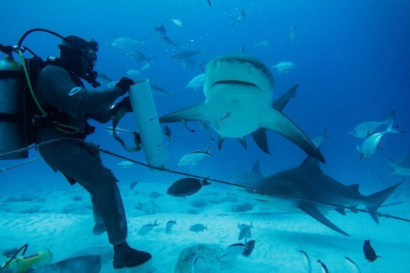 Tiburones toro en Playa del Carmen | Foto: María Royo