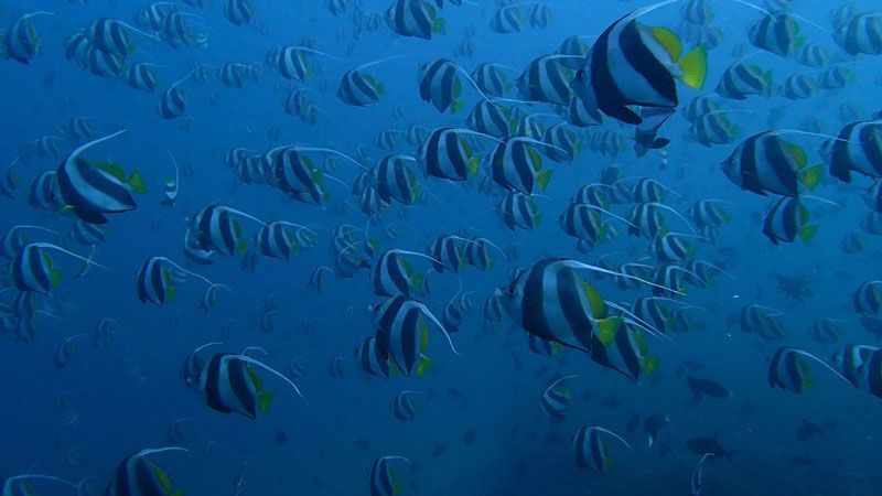 Fauna marina en Maldivas | Foto: Club Buceo Narval