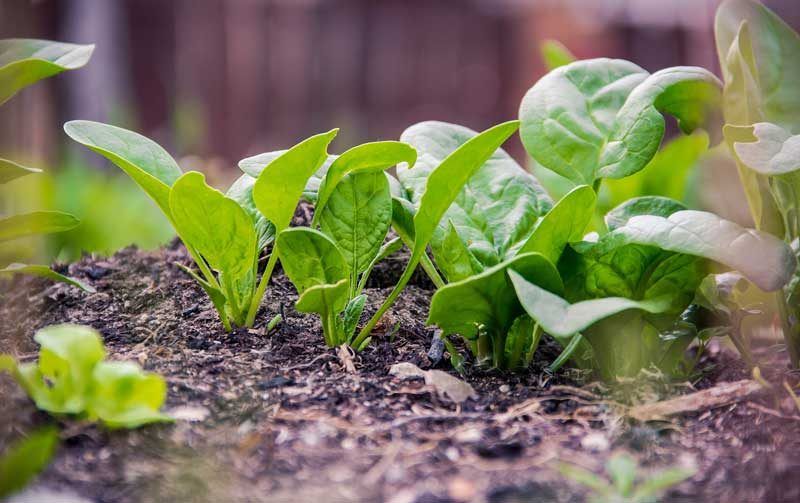 El consumo de alimentos ecológicos se asienta en España