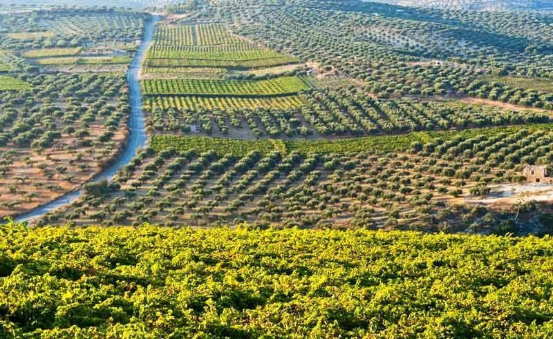 Viñedos en la Isla de Creta