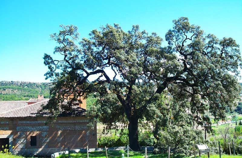 Ambite: encina centenaria