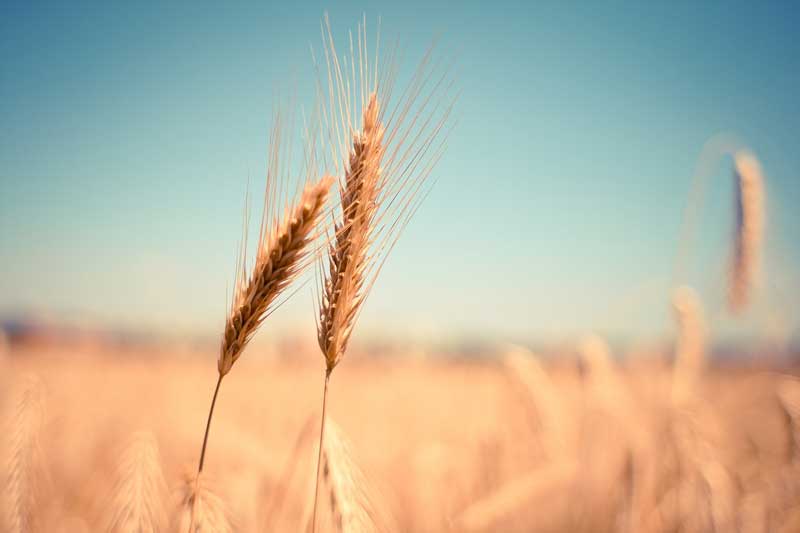 Cuál es la historia y origen de la agricultura